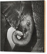 Baby Elephant Seeking Comfort Wood Print