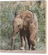 Baby Series Elephant Wood Print
