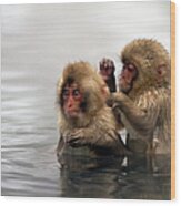 Baby Japanese Macaques Snow Monkeys Wood Print