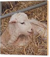 Baby Lamb Wood Print