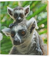 Baby Lemur Views The World Wood Print
