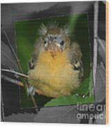 Baby Oriole Bird Wood Print