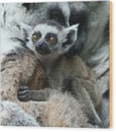 Baby Ring-tailed Lemur Wood Print
