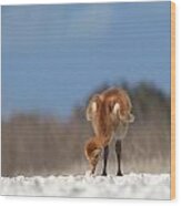 Baby Sandhill Crane 072 Wood Print