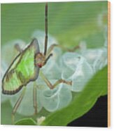 Baby Shield Bug On Leaf Wood Print