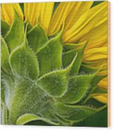 Back Of Sunflower Wood Print