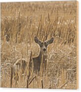 Backlit Deer Wood Print