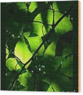 Backlit Green Leaves Wood Print