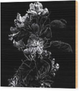 Backyard Flowers In Black And White 4 Wood Print
