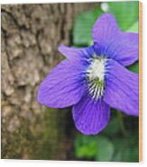 Backyard Wild Violet Wood Print