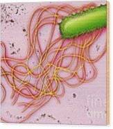 Bacteria, Salmonella, Sem Wood Print