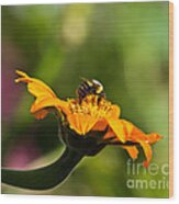 Balancing Bumblebee Wood Print