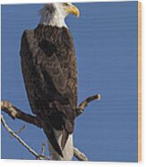 Bald Eagle 1 Wood Print