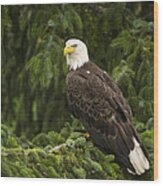 Bald Eagle Alaska Wood Print