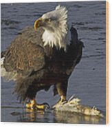 Bald Eagle Wood Print