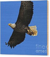 Bald Eagle In Flight Wood Print