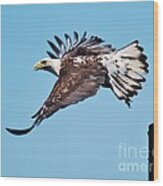 Bald Eagle In Ucluelet Wood Print