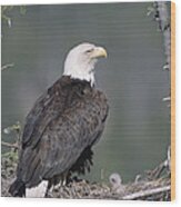 Bald Eagle On Nest With Chick Alaska Wood Print