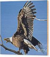 Bald Eagle Pre Flight Announcement Wood Print