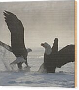 Bald Eagles Fighting Over Food Chilkat Wood Print