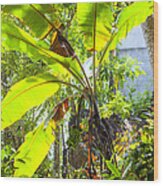 Banana Palm Tree With Luminous Shine Wood Print