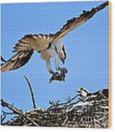 Banff - Osprey 5 Wood Print