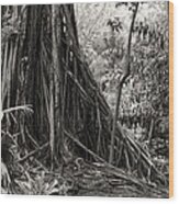 Strangler Fig And Cypress Tree Wood Print