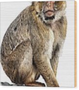 Barbary Macaque Wood Print