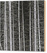Bare Branches And Trunks Of Pine Trees Make Patterns Beneath The Forest Canopy In Western Maryland Wood Print