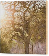 Bare Tree Wood Print