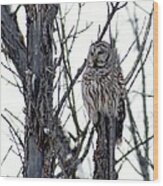 Barred Owl 2 Wood Print