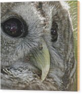 Barred Owl Wood Print