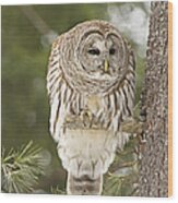 Barred Owl Hunting Wood Print
