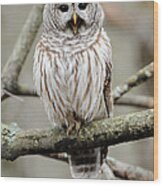 Barred Owl Yawning Wood Print