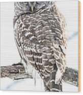 Barred Owl2 Wood Print