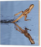 Basilisk Running Across Water Wood Print