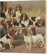 Basset Hounds In A Kennel Wood Print