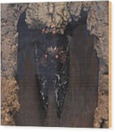 Bat In A Cave Wood Print