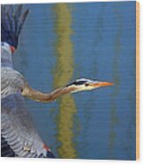 Bay Blue Heron Flight Wood Print