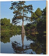 Southern Louisiana Bayou Reflections Wood Print