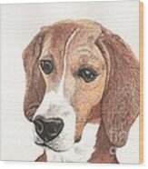Beagle Dog Portrait Wood Print