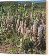 Bean Broomrape On Broad Bean Crop Wood Print