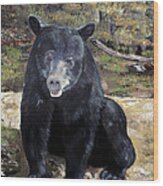 Bear - Wildlife Art - Ursus Americanus Wood Print