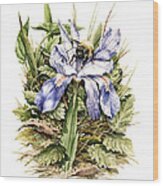 Bearded Dwarf Iris Wood Print