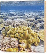 Beautiful Exotic Coral Reef Wood Print
