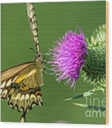 Beautiful Giant Butterfly Wood Print