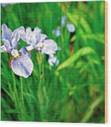 Beautiful Louisiana Hybrid Iris Wood Print