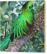 Beautiful Quetzal 2 Wood Print