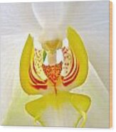 Beautiful White Orchid Wood Print