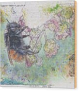 Bee On Currant Blossom. Wood Print